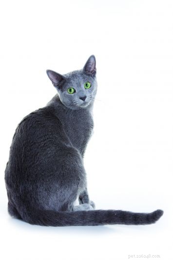 Russian Blue Cats: Elegant, Intelligent Companions