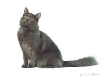 Nebelung Cat Breed: Affectionate, Playful, and Shimmering Blue Coat