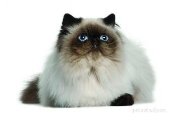 Discover the Himalayan Cat: A Majestic Blend of Persian Elegance and Siamese Charm