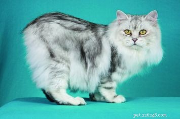Cymric Cat: Features, Coat, and Comparison with the Manx