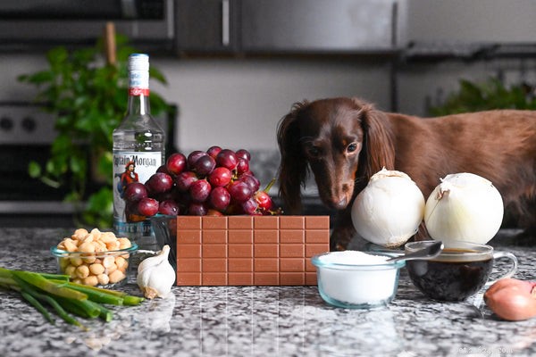 Hidden Home Hazards: Common Toxins That Trigger Dog Seizures – How to Safeguard Your Pet