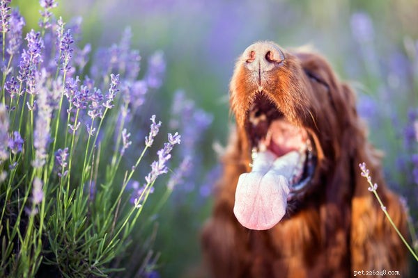 Hidden Home Hazards: Common Toxins That Trigger Dog Seizures – How to Safeguard Your Pet