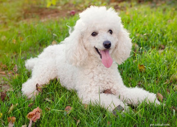 Poodle Shedding & Hypoallergenic Myth: What You Need to Know