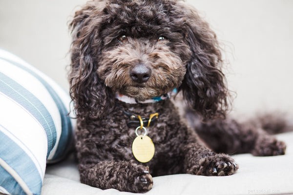 Poodle Shedding & Hypoallergenic Myth: What You Need to Know