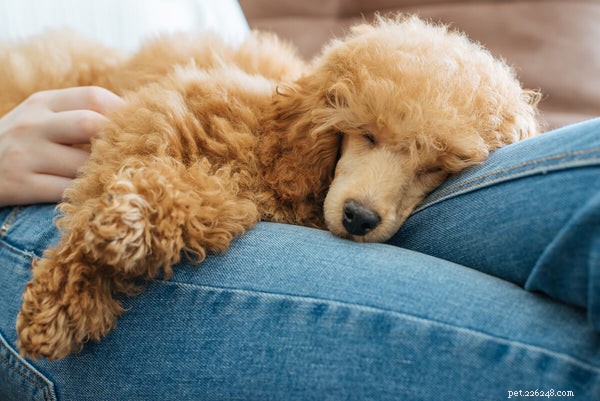 Poodle Shedding & Hypoallergenic Myth: What You Need to Know