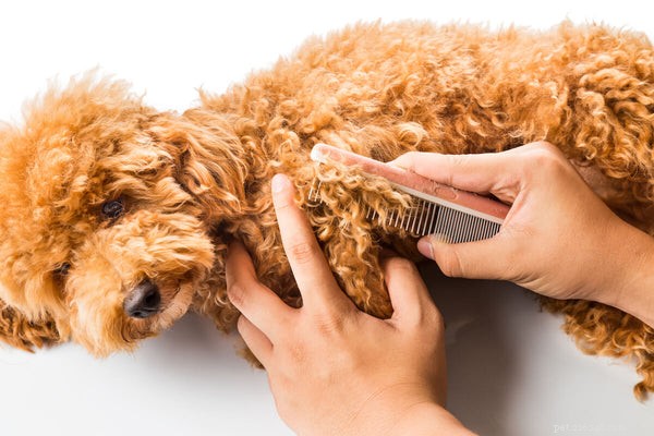 Poodle Shedding & Hypoallergenic Myth: What You Need to Know