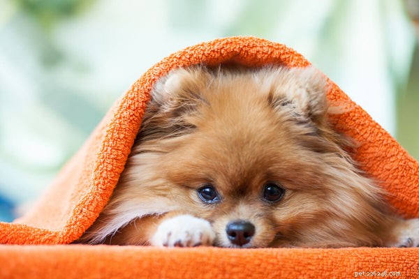 Pomeranians: Aggression Risk & Bite Potential Explained