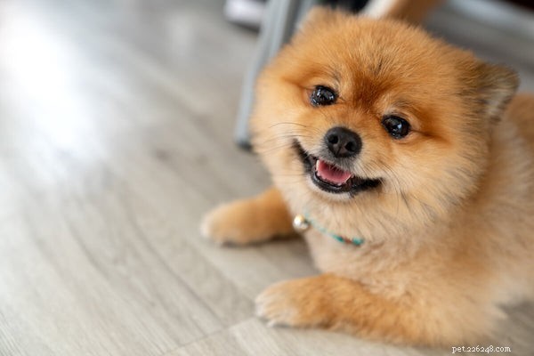 Pomeranians: Aggression Risk & Bite Potential Explained