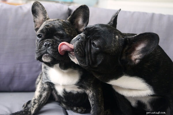 French Bulldogs and Allergies: Are They Truly Hypoallergenic?