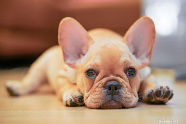 French Bulldogs and Allergies: Are They Truly Hypoallergenic?