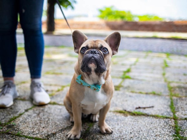 French Bulldogs and Allergies: Are They Truly Hypoallergenic?
