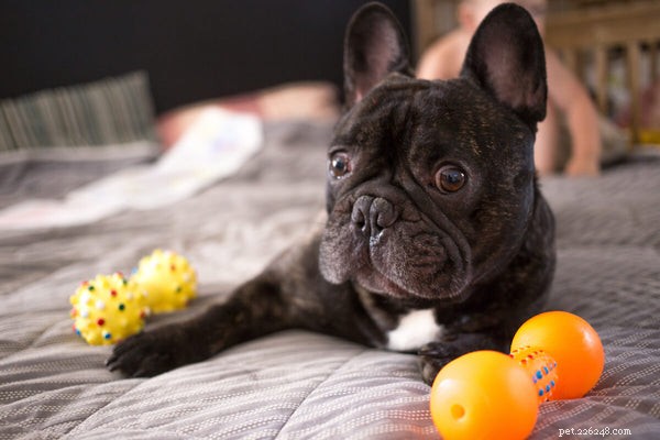 French Bulldogs and Allergies: Are They Truly Hypoallergenic?