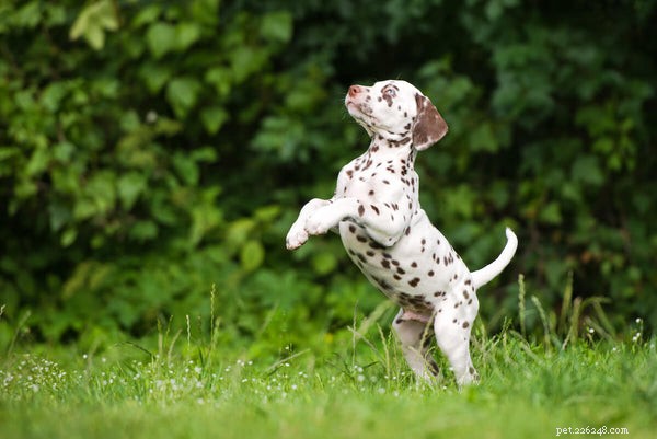 Understanding Dalmatian Lifespan & Health Concerns