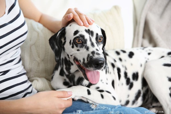 Understanding Dalmatian Lifespan & Health Concerns