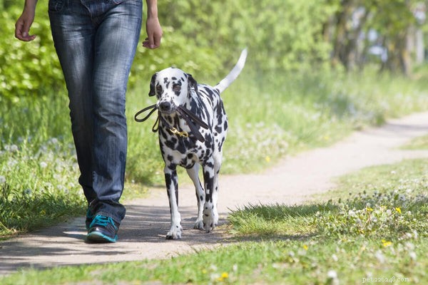 Understanding Dalmatian Lifespan & Health Concerns