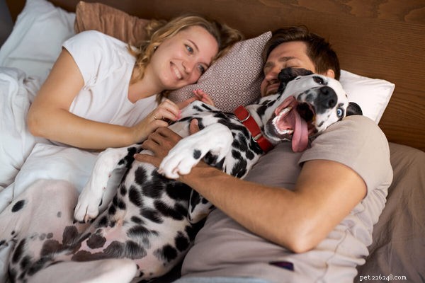 Understanding Dalmatian Lifespan & Health Concerns