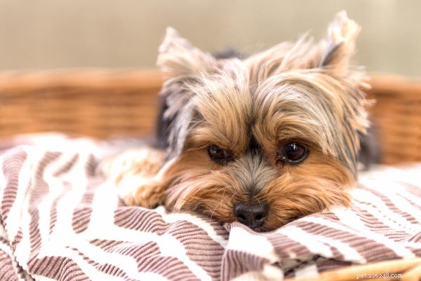 Yorkie Shedding & Coat Care: Expert Guide