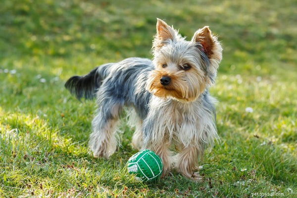 Yorkie Shedding & Coat Care: Expert Guide