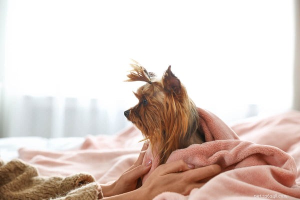 Yorkie Shedding & Coat Care: Expert Guide