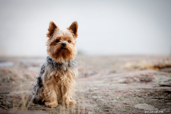 Yorkie Shedding & Coat Care: Expert Guide