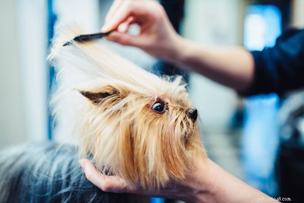 Yorkie Shedding & Coat Care: Expert Guide