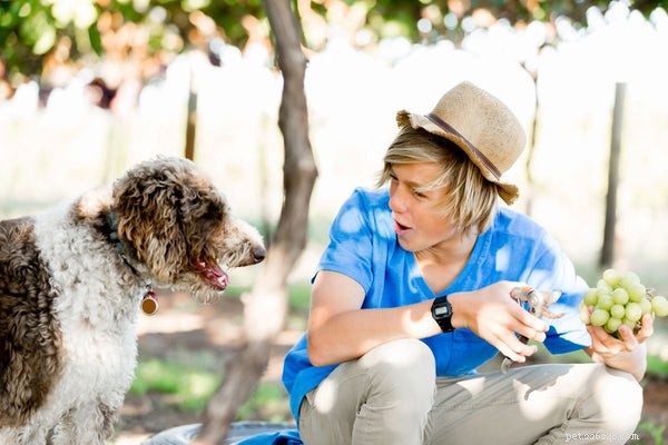 Grapes Are Dangerous for Dogs: Why and How to Protect Your Pet