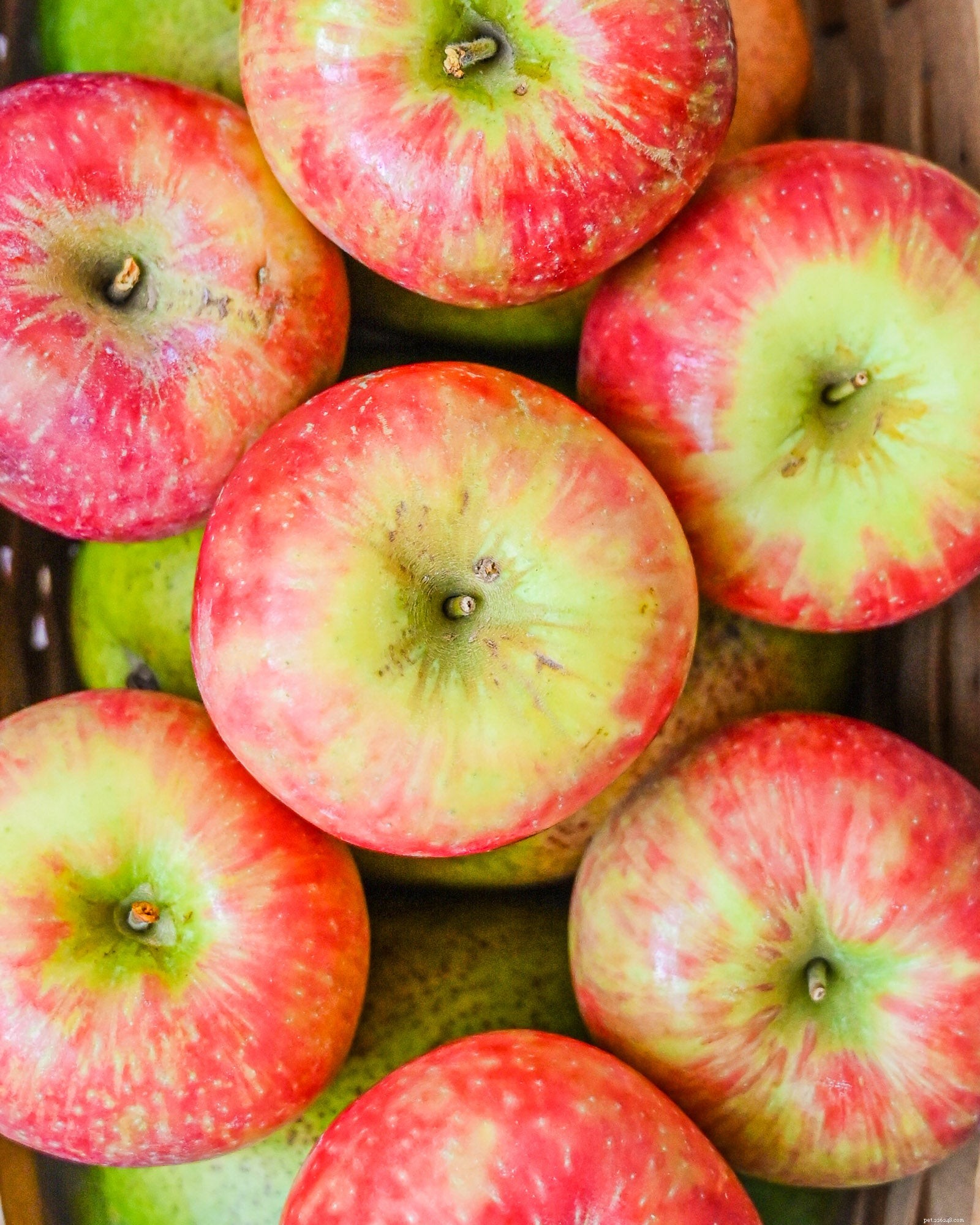 Are Apples Safe and Healthy for Dogs? Expert Tips