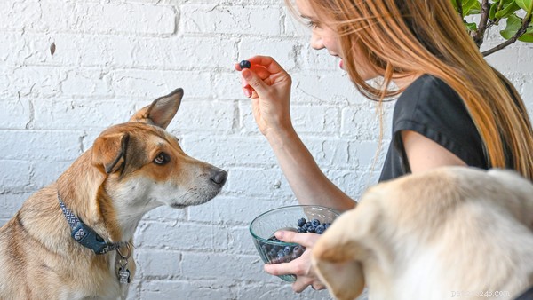 Blueberries for Dogs: Safe, Nutritious, and Easy to Serve
