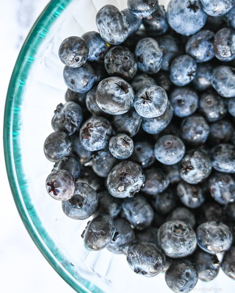 Blueberries for Dogs: Safe, Nutritious, and Easy to Serve