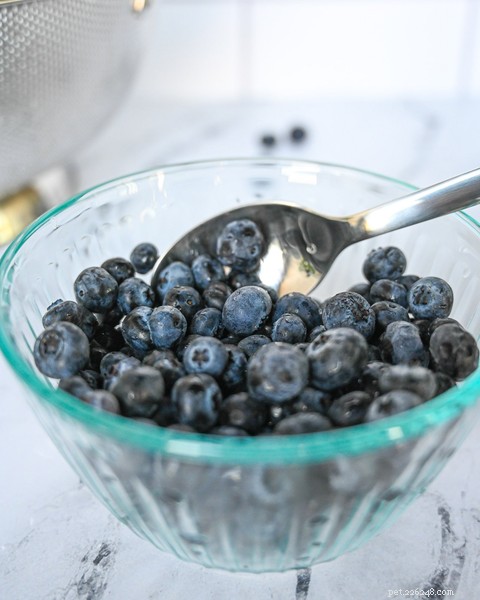 Blueberries for Dogs: Safe, Nutritious, and Easy to Serve
