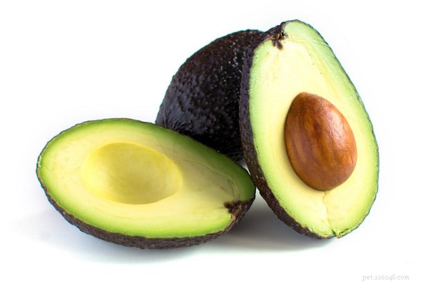 Safe Avocado Feeding for Dogs: Benefits, Risks, and Guidelines