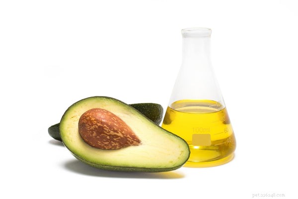 Safe Avocado Feeding for Dogs: Benefits, Risks, and Guidelines