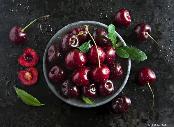 Are Cherries Safe for Dogs? Expert Tips for a Healthy Treat