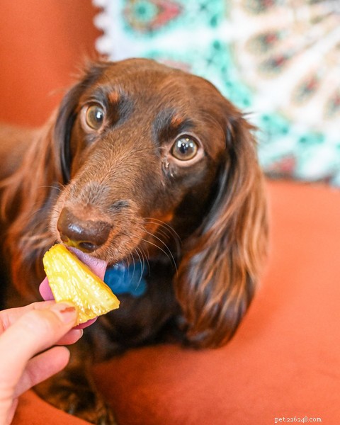 Can Dogs Eat Pineapple? How to Serve It Safely