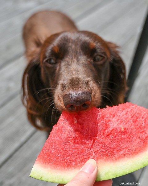 Is Watermelon Safe for Dogs? Expert Guide to This Refreshing Summer Treat