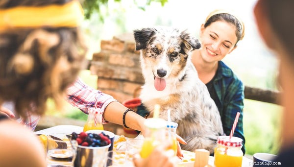 Can Dogs Eat Papaya? Discover the Health Benefits of This Tropical Fruit