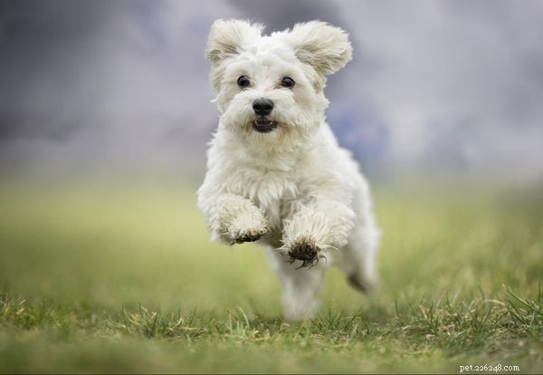 Recognizing and Managing Tetanus in Dogs: A Comprehensive Owner’s Guide