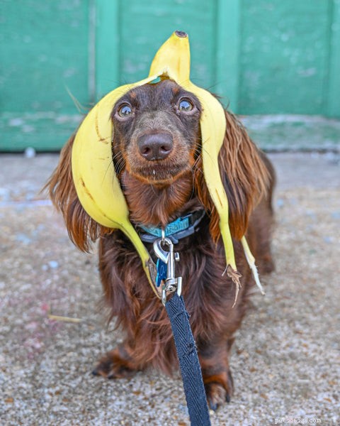 Can Dogs Eat Bananas? A Safe, Nutritious Treat for Your Pup