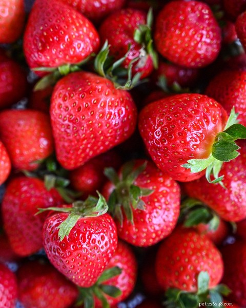Are Strawberries Safe for Dogs? A Trusted Guide to Treating Your Pet