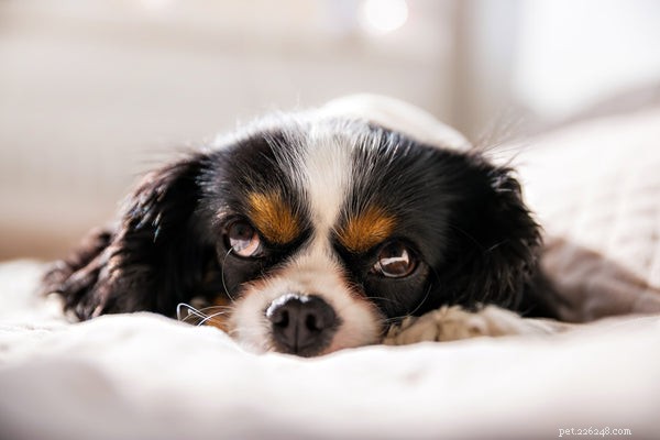 Understanding Canine Pancreatitis: Causes, Symptoms, and Prevention Strategies