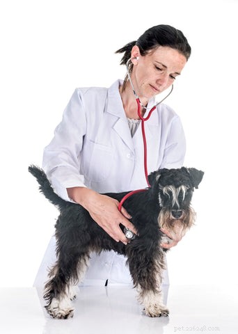 Understanding Canine Pancreatitis: Causes, Symptoms, and Prevention Strategies