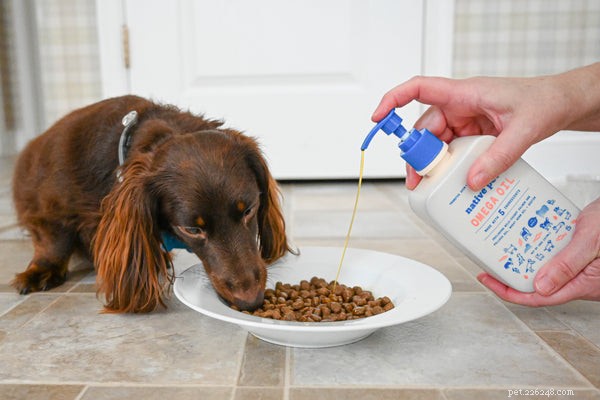 Understanding Canine Pancreatitis: Causes, Symptoms, and Prevention Strategies