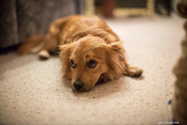 Dog Dandruff Explained: Causes, Symptoms & Effective Treatment Tips