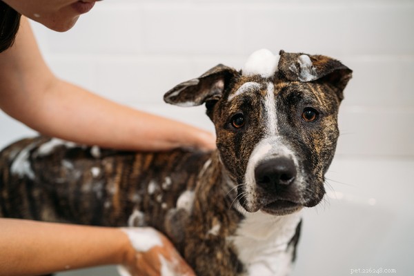Dog Dandruff Explained: Causes, Symptoms & Effective Treatment Tips