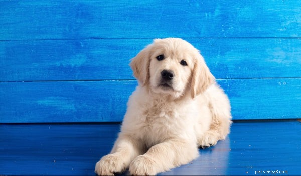 Understanding Dog Hiccups: What They Reveal About Your Furry Companion