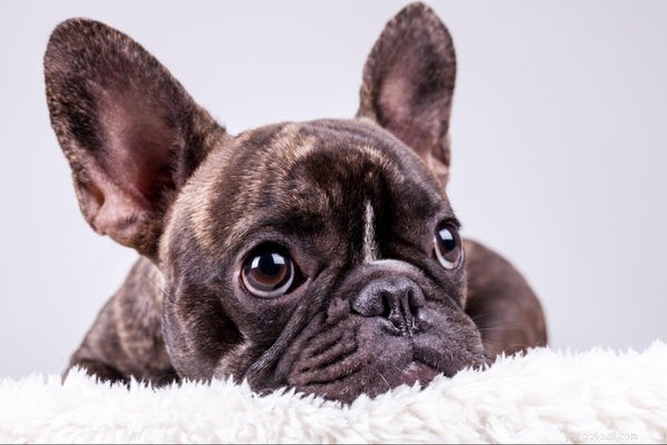 Understanding Dog Hiccups: What They Reveal About Your Furry Companion