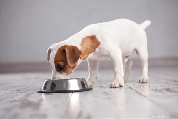 Understanding Dog Hiccups: What They Reveal About Your Furry Companion