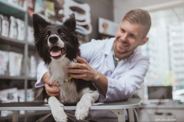 Understanding Dog Hiccups: What They Reveal About Your Furry Companion