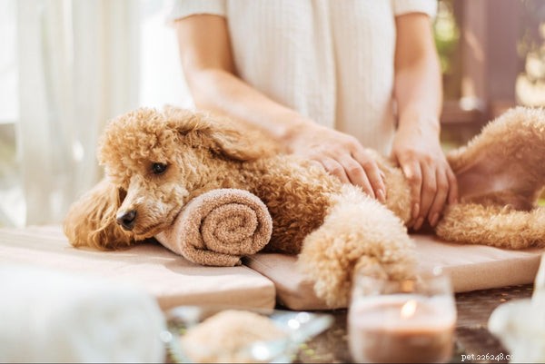 Understanding Dog Hiccups: What They Reveal About Your Furry Companion