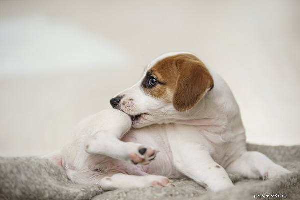 Dog Skin Tags Explained: Causes, Identification, and Safe Removal
